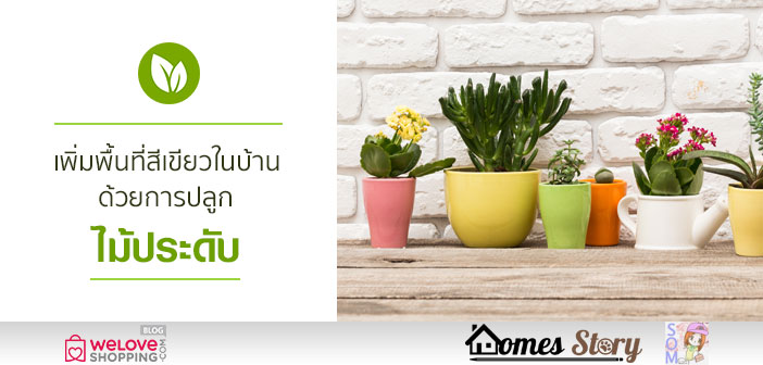 เพิ่มพื้นที่สีเขียวในบ้าน ด้วยการปลูกไม้ประดับ Untitled-1_HS__R0