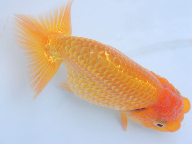 Goldfish_3